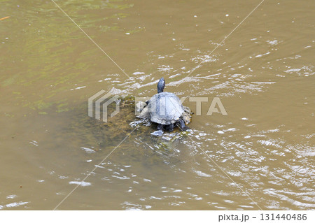甲羅干しするカメ、亀 131440486