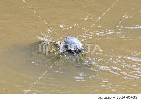 甲羅干しするカメ、亀 131440489