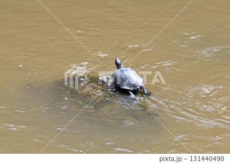 甲羅干しするカメ、亀 甲羅干しするカメ、亀 131440490