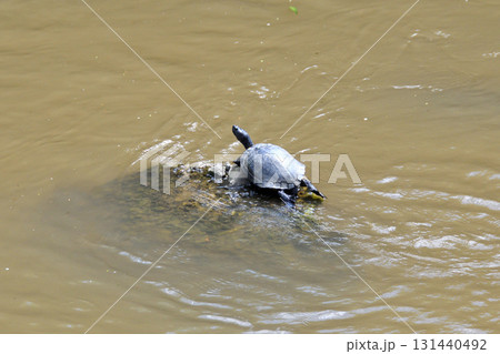 甲羅干しするカメ、亀 131440492