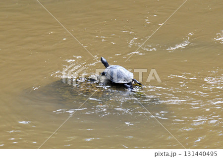 甲羅干しするカメ、亀 131440495