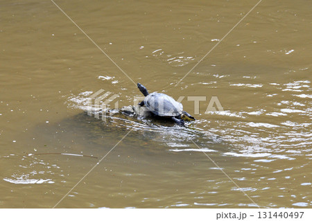 甲羅干しするカメ、亀 131440497