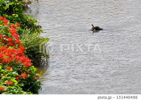 甲羅干しするカメ、亀 131440498