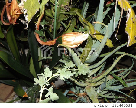 一晩しか楽しめない白い大きい月下美人の咲き始め 131440531