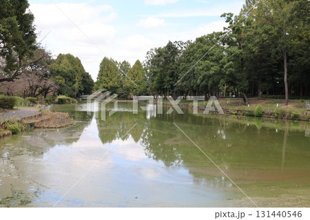 埼玉県上尾市丸山公園の池の風景 131440546