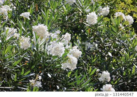 白い夾竹桃の花 131440547