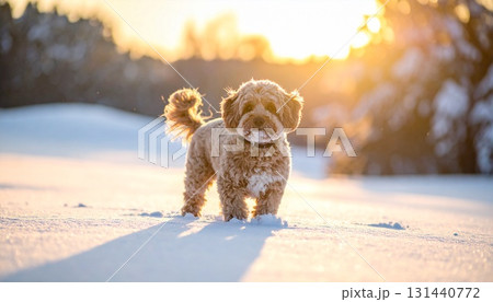 雪の上に立つマルチーズプードル 131440772