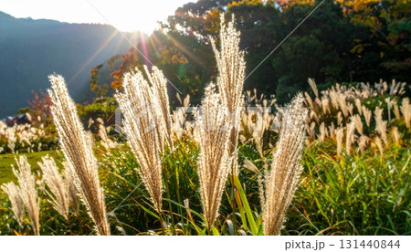 西洋ススキ 131440844