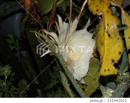 一晩しか楽しめない白い大きい月下美人の花 131441021