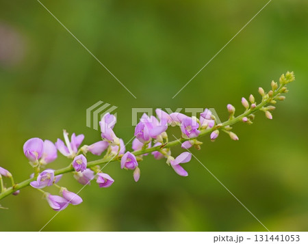フジカンゾウの花 フジカンゾウの花 131441053