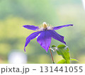 青いクレマチス 131441055