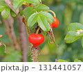 赤いハマナスの実 131441057