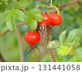 赤いハマナスの実 131441058