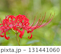 緑の中に映える赤い彼岸花 131441060