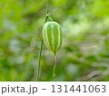 カラスウリの若い実 131441063