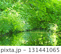 緑の森を映す水路 131441065