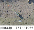 水中のメダカ 131441066