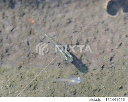 水中のメダカ 水中のメダカ 131441066