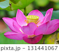 蓮の花 131441067
