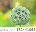 蓮の実 131441068