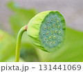蓮の実 131441069