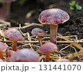 秋の紫色のキノコ 131441070