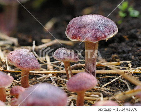 秋の紫色のキノコ 131441070