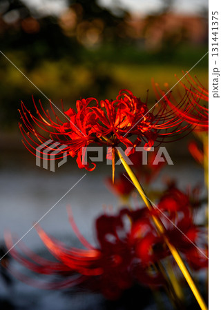 《愛知県》矢田川河川敷に咲く彼岸花 《愛知県》矢田川河川敷に咲く彼岸花 131441375