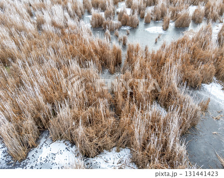 Aerial view of a marsh grassland in winter with frost covered cattails Aerial view of a marsh grassland in winter with frost covered cattails 131441423