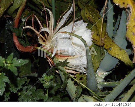 一晩しか楽しめない白い大きい月下美人の花 131441514