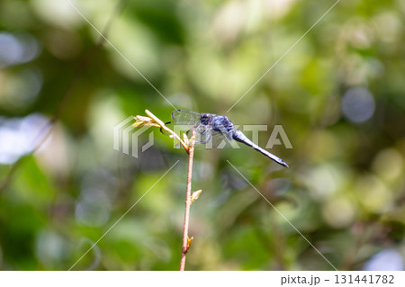 しおからトンボ しおからトンボ 131441782