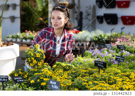 To decorate her garden, girl chooses garden Erysimum in flower market 131442923