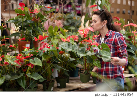 Female shopper chooses Anthurium flowers at flower market 131442954