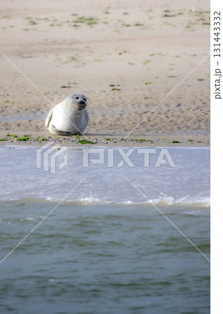 A seal is found relaxing peacefully on the beautiful shoreline near the ocean waters A seal is found relaxing peacefully on the beautiful shoreline near the ocean waters 131443332