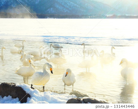 弟子屈湖のオオハクチョウ　北海道　18 131443446