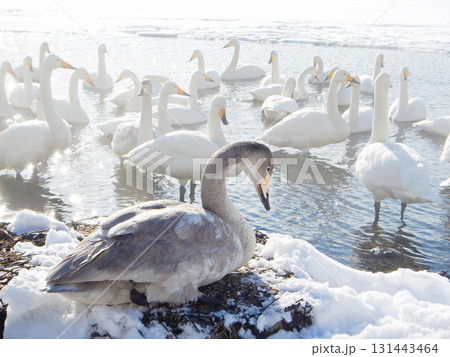 弟子屈湖のオオハクチョウ　北海道　33 131443464
