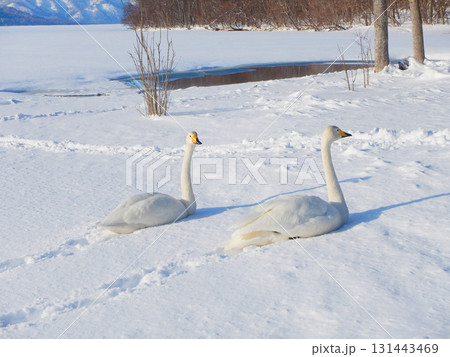 弟子屈湖のオオハクチョウ　北海道　38 131443469