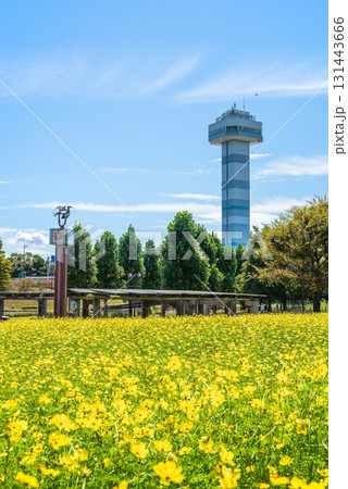 《木曽三川公園》 キバナコスモス「レモンブライト」(岐阜県 海津市) 《木曽三川公園》 キバナコスモス「レモンブライト」(岐阜県 海津市) 131443666