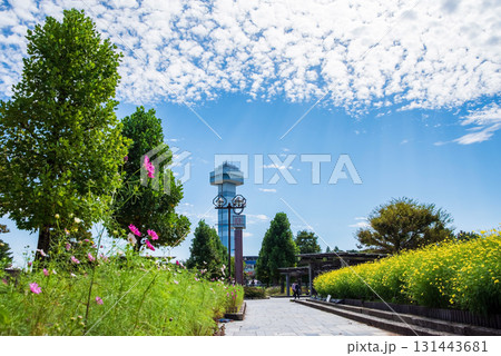 《木曽三川公園》 キバナコスモス「レモンブライト」（岐阜県 海津市） 131443681