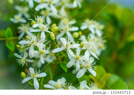 ひっそりと咲く満開のセンニンソウの花 ひっそりと咲く満開のセンニンソウの花 131443713