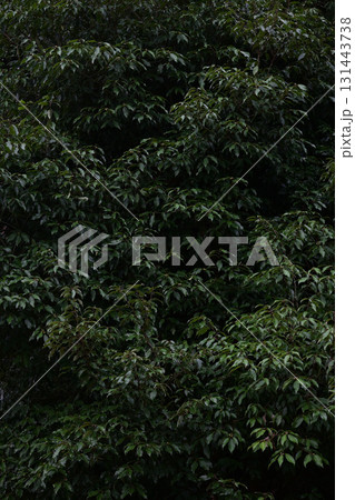 樹木アップ 樹木アップ 131443738