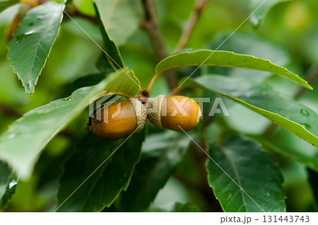 どんぐり 131443743