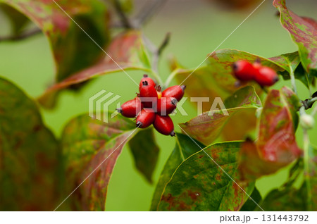 花水木の実 131443792