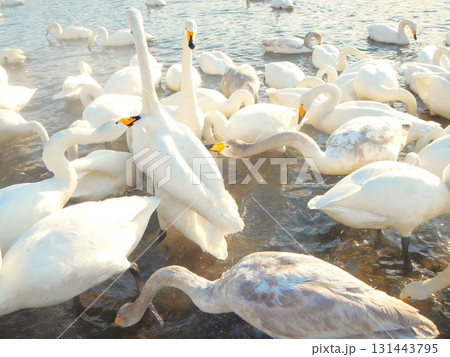 弟子屈湖のオオハクチョウ 北海道 43 弟子屈湖のオオハクチョウ 北海道 43 131443795