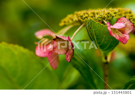 終の紫陽花 131443801