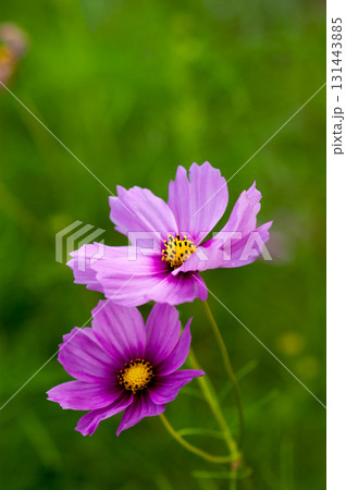秋桜 131443885