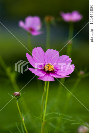 秋桜 131443886