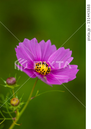 秋桜 秋桜 131443888