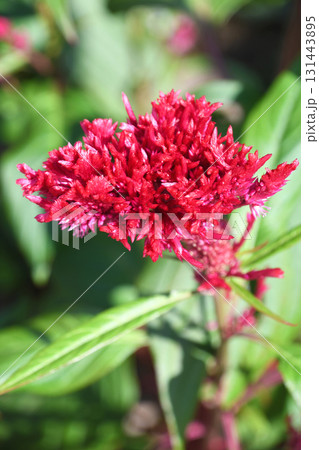 トサカケイトウ（鶏冠鶏頭） 131443895