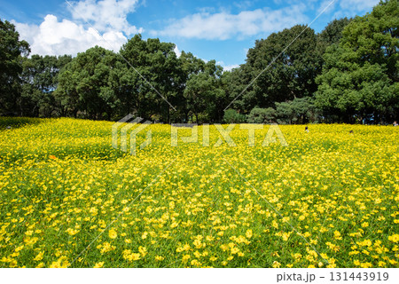 《木曽三川公園》 キバナコスモス「レモンブライト」（岐阜県 海津市） 131443919